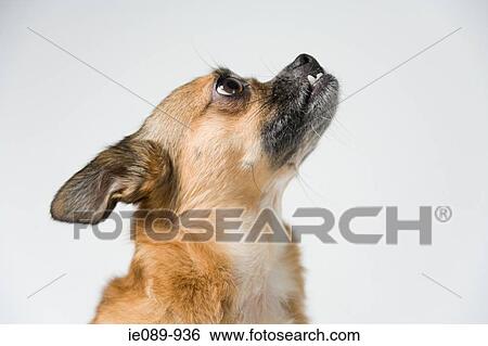 Dog looking up View Large Photo Image Stock Photograph - Dog looking up. Fotosearch