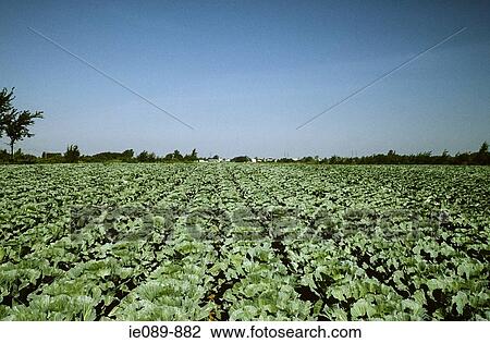 Field of cabbages View Large Photo Image Stock Image - Field of cabbages. Fotosearch