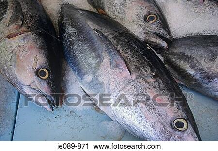 Stock Image - Fish. Fotosearch