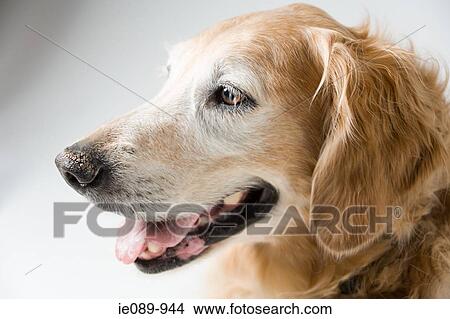 Golden retriever View Large Photo Image Picture - Golden retriever. Fotosearch