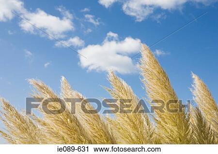 Grass blowing in the wind View Large Photo Image Stock Image - Grass blowing in the wind. Fotosearch