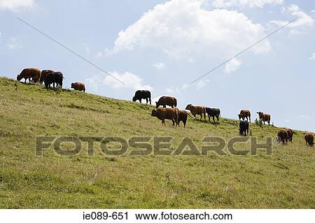 Herd of cows View Large Photo Image Stock Image - Herd of cows. Fotosearch