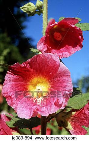 Hollyhocks View Large Photo Image Picture - Hollyhocks. Fotosearch