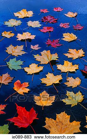Maple leaves on asphalt View Large Photo Image Stock Image - Maple leaves on asphalt. Fotosearch