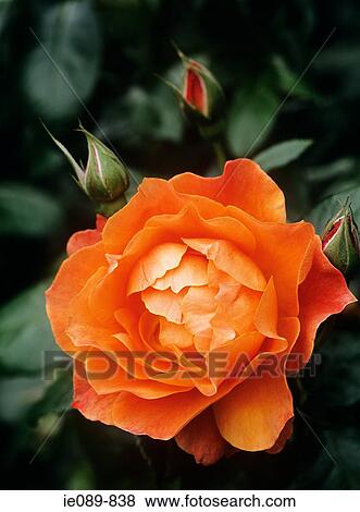 Orange rose View Large Photo Image Stock Photo - Orange rose. Fotosearch