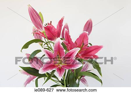 Stock Photo - Pink lilies. Fotosearch