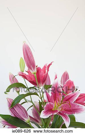 Stock Photograph - Pink lilies. Fotosearch