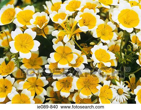 Poached egg flowers View Large Photo Image Stock Image - Poached egg flowers. Fotosearch