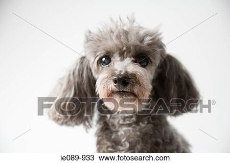 Poodle View Large Photo Image Stock Image - Poodle. Fotosearch