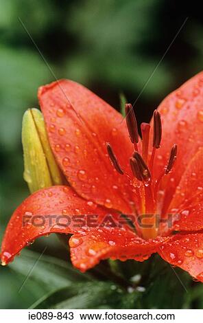 Raindrops on lily View Large Photo Image Stock Image - Raindrops on lily. Fotosearch