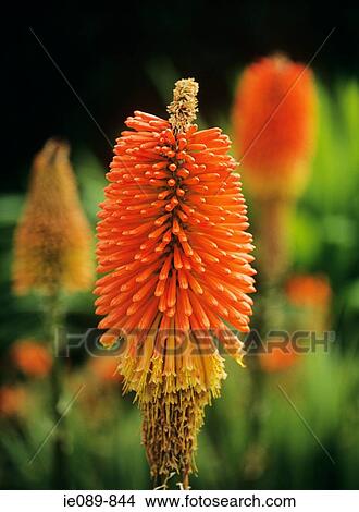 Red hot poker View Large Photo Image Picture - Red hot poker. Fotosearch