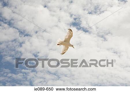 Seagull View Large Photo Image Stock Image - Seagull. Fotosearch