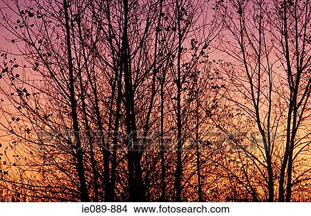 Silouetted trees View Large Photo Image Picture - Silouetted trees. Fotosearch