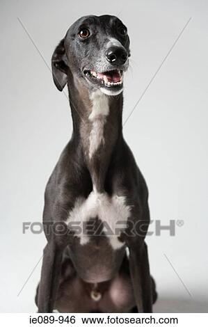 Whippet View Large Photo Image Stock Photograph - Whippet. Fotosearch