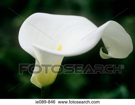 White arum lily View Large Photo Image Stock Photograph - White arum lily. Fotosearch