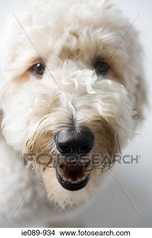 White dog View Large Photo Image Picture - White dog. Fotosearch