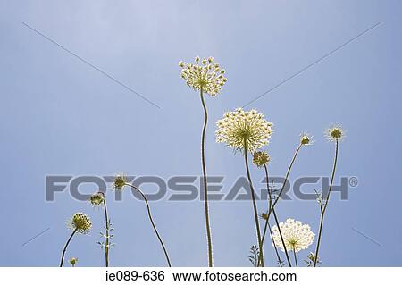 Wildflowers View Large Photo Image Stock Photograph - Wildflowers. Fotosearch