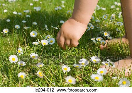 A child picking daisies View Large Photo Image Stock Image - A child picking daisies. Fotosearch