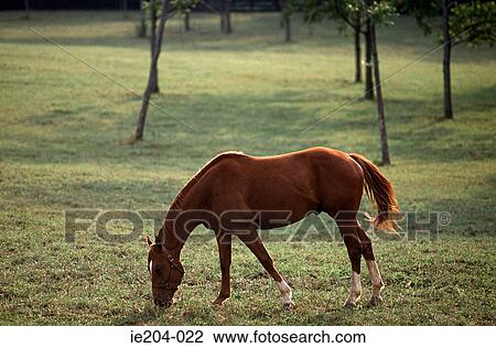 A horse grazing View Large Photo Image Stock Image - A horse grazing. Fotosearch