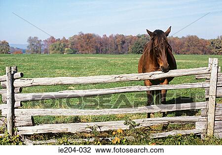 A horse View Large Photo Image Stock Image - A horse. Fotosearch