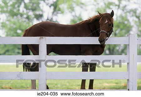A horse View Large Photo Image Stock Photography - A horse. Fotosearch