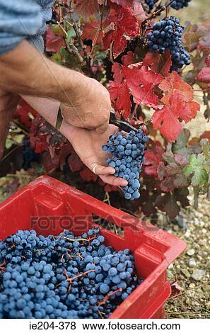 A man cutting grapes off the vine View Large Photo Image Stock Photo - A man cutting grapes off the vine . Fotosearch