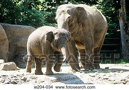An elephant and her calf View Large Photo Image Picture - An elephant and her calf. Fotosearch