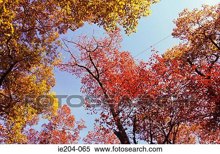 Autumnal trees View Large Photo Image Stock Photography - Autumnal trees. Fotosearch