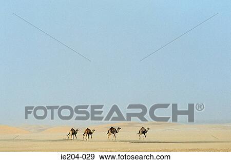 Camels walking across desert View Large Photo Image Stock Photo - Camels walking across desert. Fotosearch