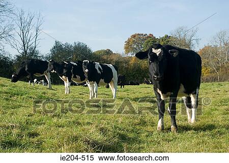 Cattle in a field View Large Photo Image Stock Photography - Cattle in a field. Fotosearch