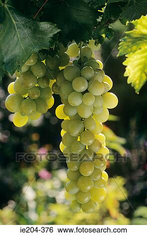 Chasselas grape View Large Photo Image Stock Photograph - Chasselas grape. Fotosearch