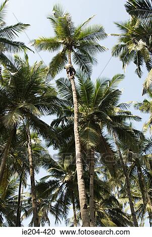 Coconut tree climber View Large Photo Image Stock Image - Coconut tree climber. Fotosearch