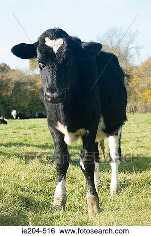 Cow in a field View Large Photo Image Stock Photograph - Cow in a field. Fotosearch