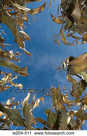 Stock Image - Crop. Fotosearch