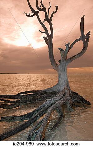 Dead tree on harbour island View Large Photo Image Stock Photo - Dead tree on harbour island. Fotosearch