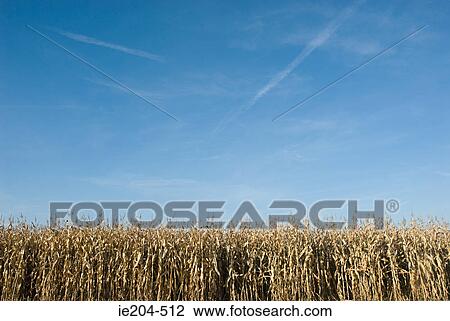 Field of corn View Large Photo Image Stock Image - Field of corn. Fotosearch