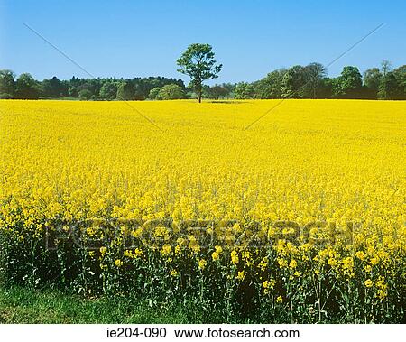 Field of flowers View Large Photo Image Stock Image - Field of flowers. Fotosearch