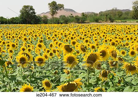 Field of sunflowers View Large Photo Image Stock Photo - Field of sunflowers. Fotosearch