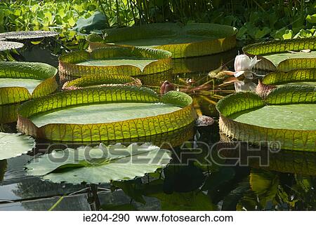 Giant water lilies on a pond View Large Photo Image Stock Image - Giant water lilies on a pond. Fotosearch