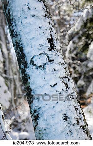 Heart shape in snow on tree View Large Photo Image Stock Image - Heart shape in snow on tree. Fotosearch