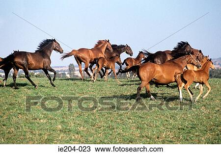 Horses galloping View Large Photo Image Stock Image - Horses galloping. Fotosearch