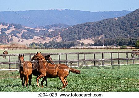 Horses in a field View Large Photo Image Stock Photo - Horses in a field. Fotosearch