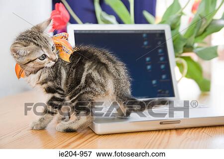 Kitten on a laptop View Large Photo Image Stock Photo - Kitten on a laptop. Fotosearch