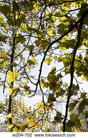 Leaves View Large Photo Image Stock Image - Leaves. Fotosearch