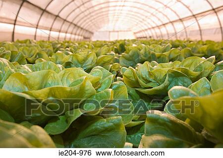 Lettuces in greenhouse View Large Photo Image Stock Photograph - Lettuces in greenhouse. Fotosearch