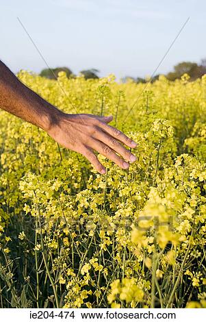 Picture - Man touching flowers. Fotosearch