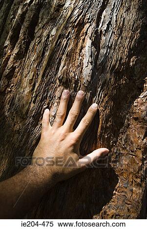Man touching tree bark View Large Photo Image Stock Photography - Man touching tree bark. Fotosearch