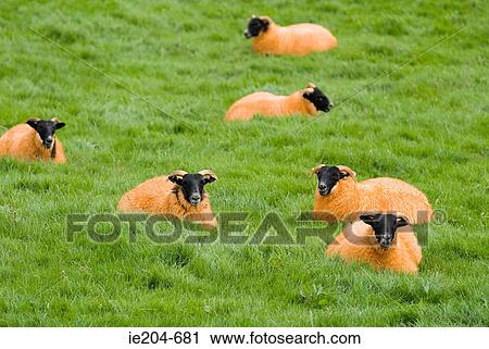 Stock Image - Orange sheep. Fotosearch
