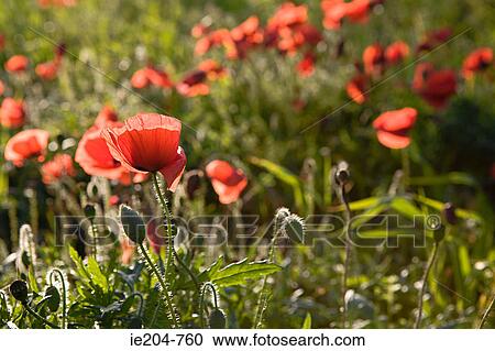 Poppies View Large Photo Image Stock Image - Poppies. Fotosearch