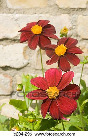 Stock Photography - Red flowers. Fotosearch